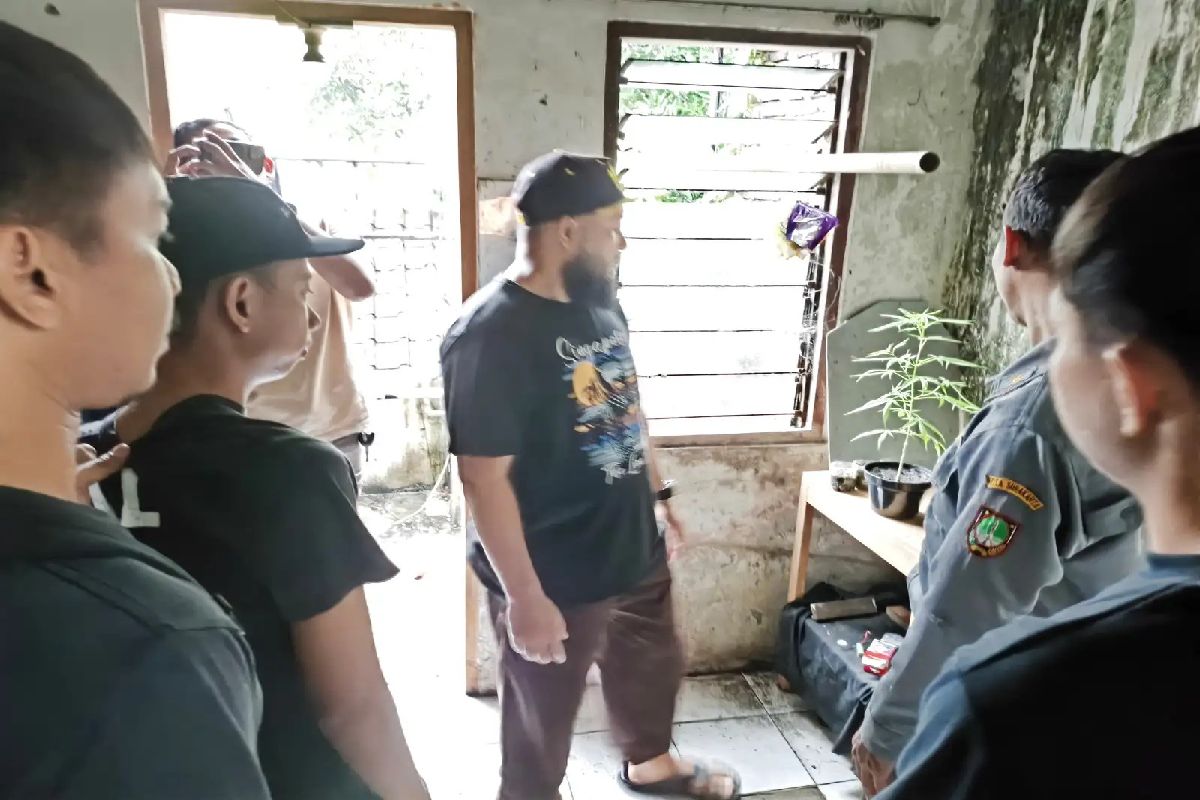 Tanam Ganja di Pot, Pemuda Solo Ditangkap Polisi