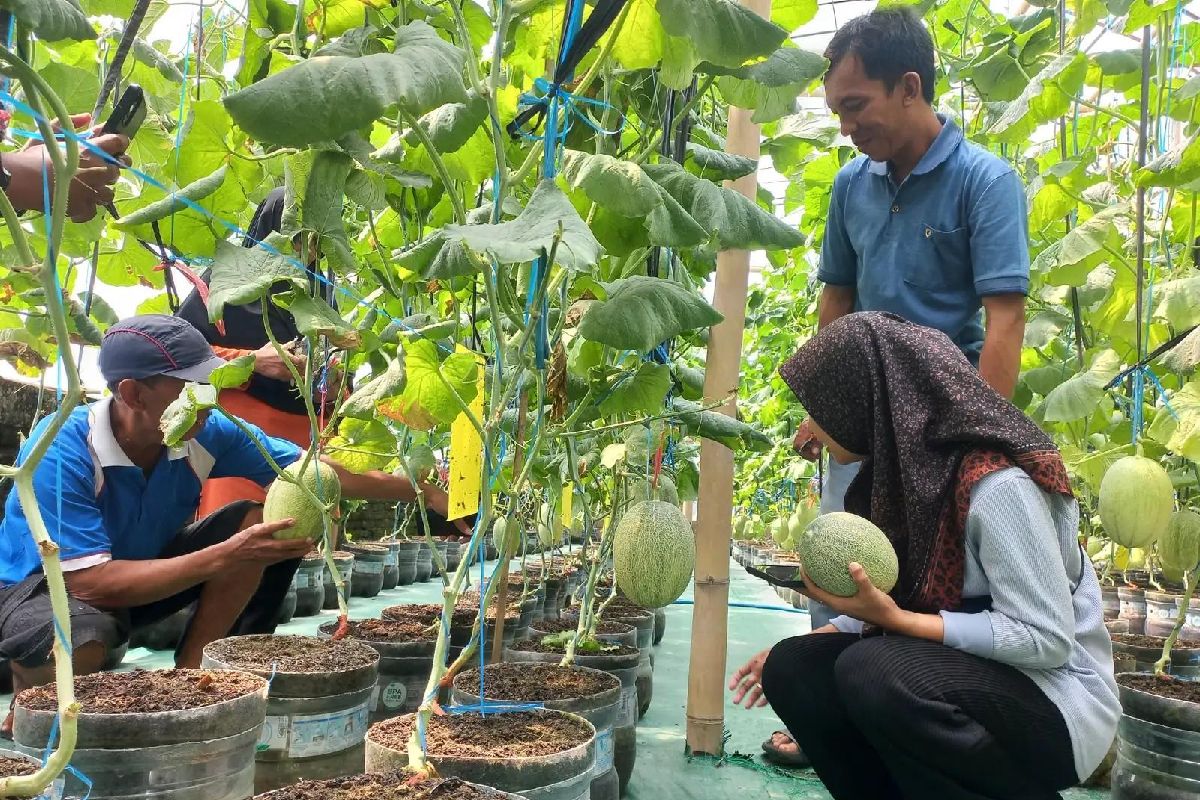 Greenhouse Melon Ketitang Jadi Daya Tarik Baru Wisata di Klaten