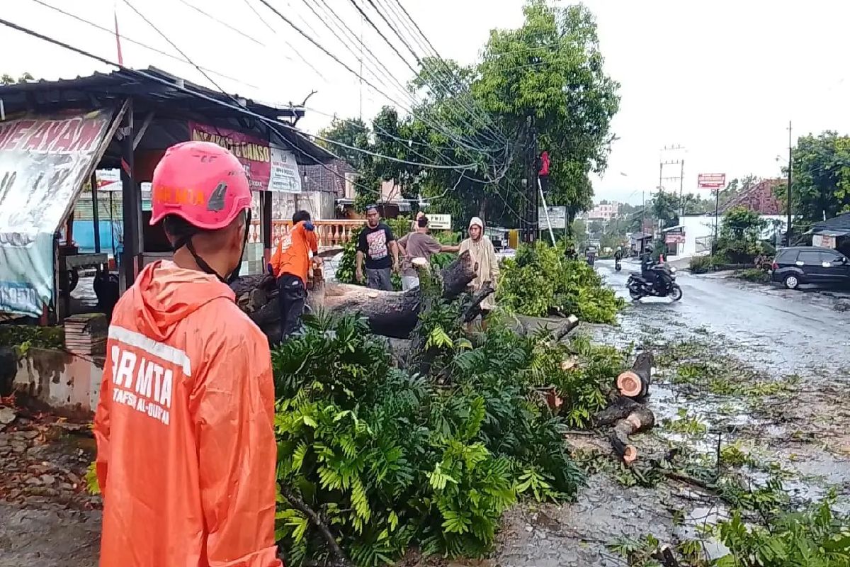 Hujan Disertai Angin Kencang, Pohon Tumbang di Wonogiri