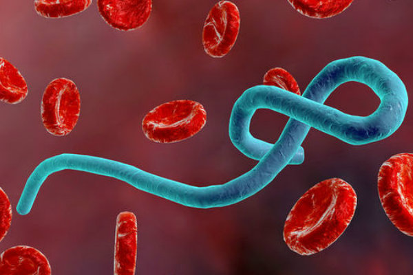 WHO Tetapkan Waspada Sangat Tinggi, Ebola Mengancam 10 Negara Afrika