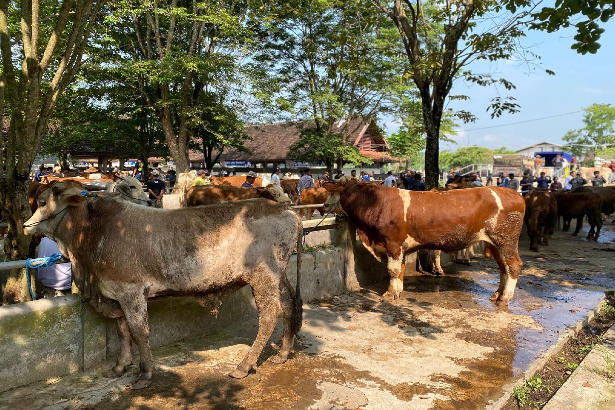 Jelang Iduladha, Penjualan Sapi di Sleman Sepi! Ini Penyebabnya