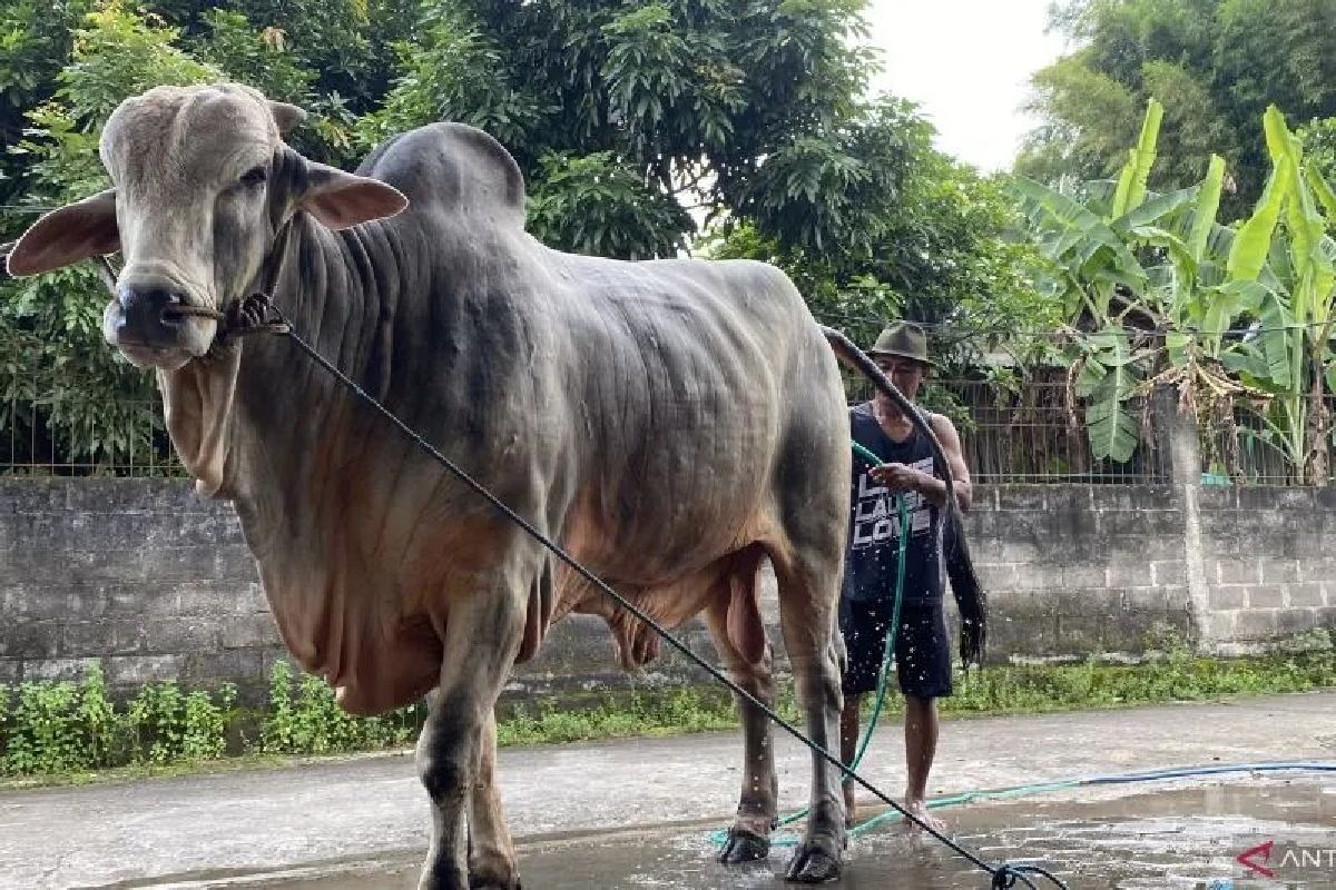 Kisah Mbah Iran, Sapi Kurban Presiden Prabowo dari Wonokromo Bantul