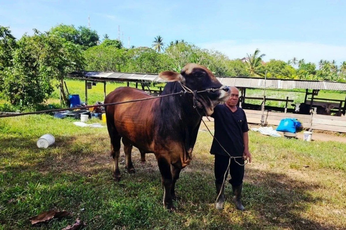 Sapi Kurban Presiden untuk Warga Pulau Terluar Indonesia