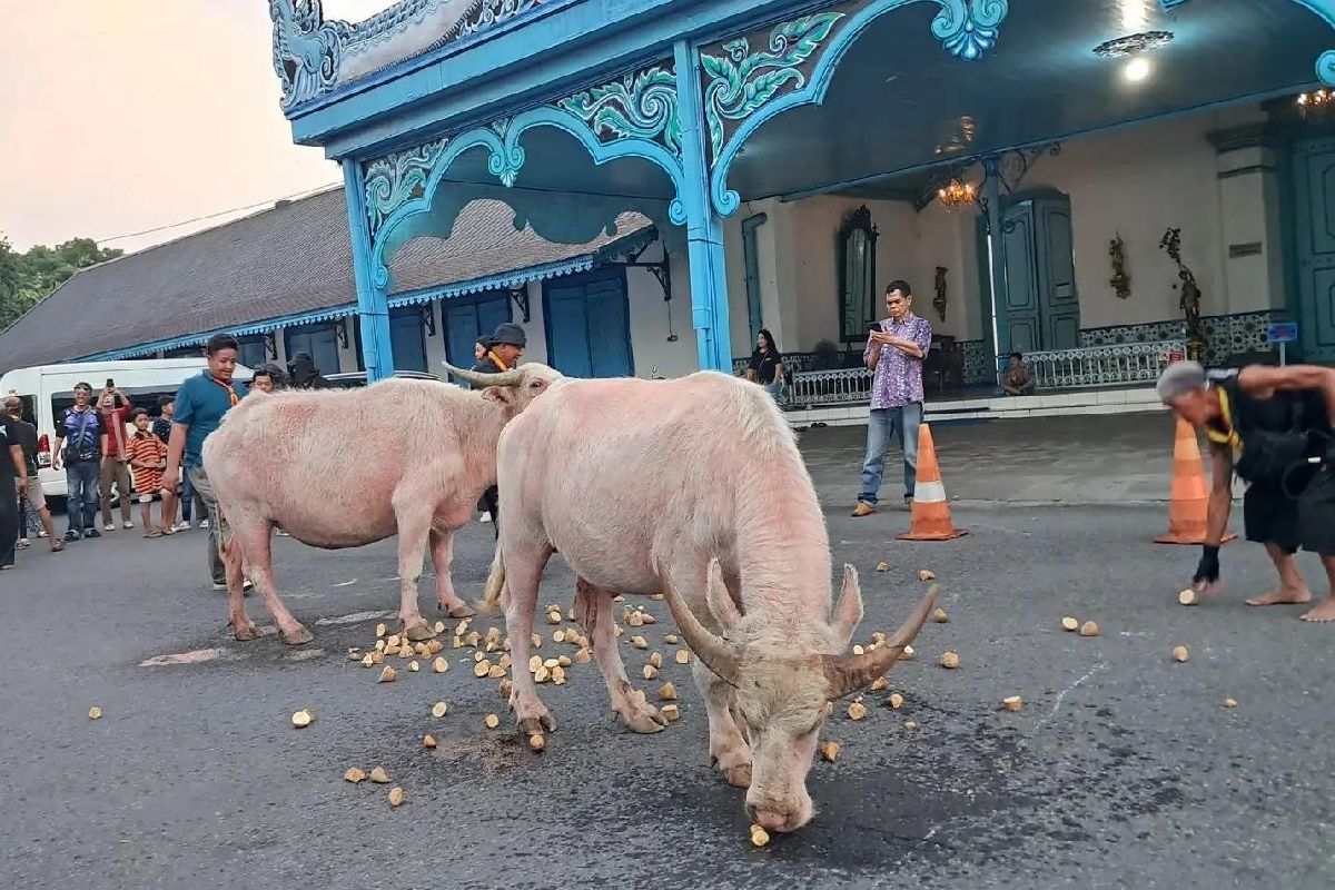 Kebo Bule Keraton Solo Geladi Kirab 1 Sura, Ada yang Ngambek
