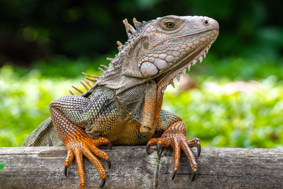 Heboh! Biawak Masuk Kamar Jenazah RSUD Wates