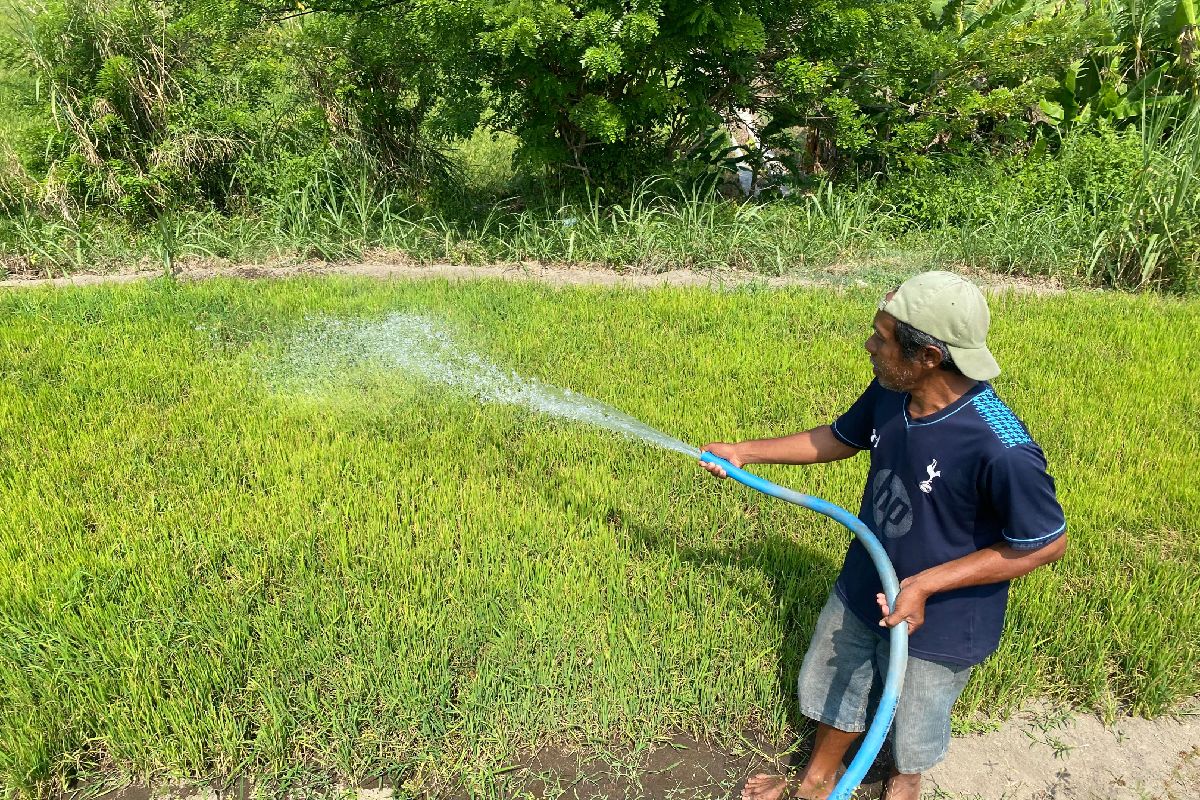 Bukan Lagi Bawang, Lahan Pasir JJLS Bantul Kini Jadi Sentra Bibit Padi