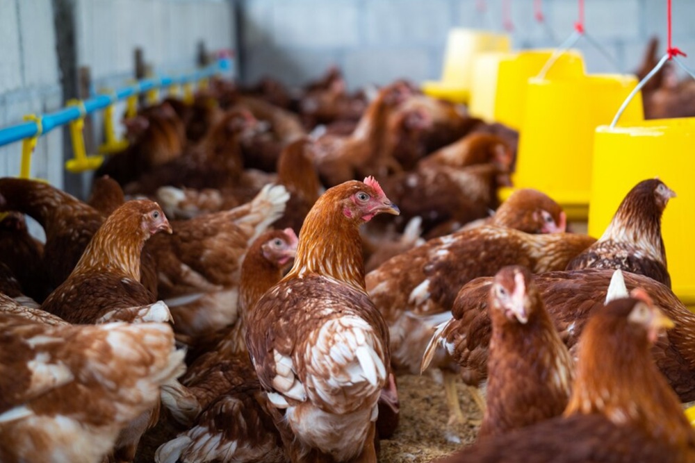 Wamentan Ancam Pidanakan Pelaku Usaha yang Rugikan Peternak Ayam