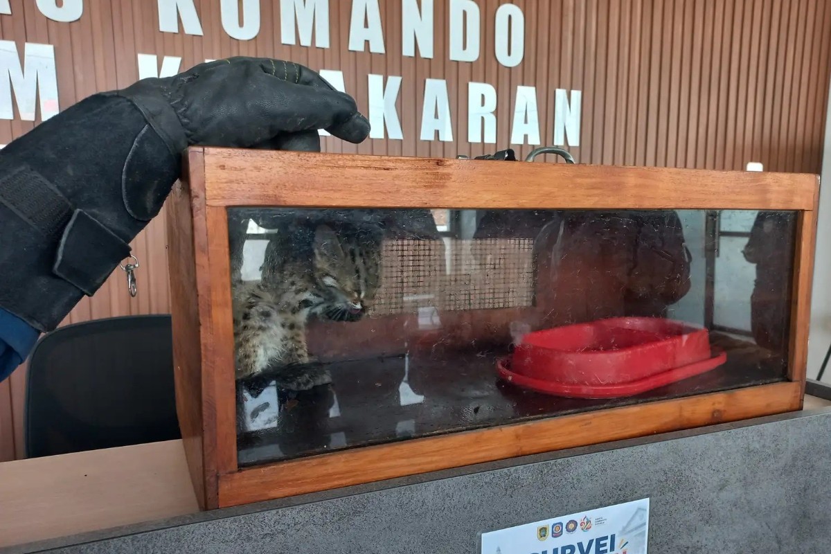 Kucing Hutan Masuk Kap Mobil Warga Klaten, Damkar Evakuasi